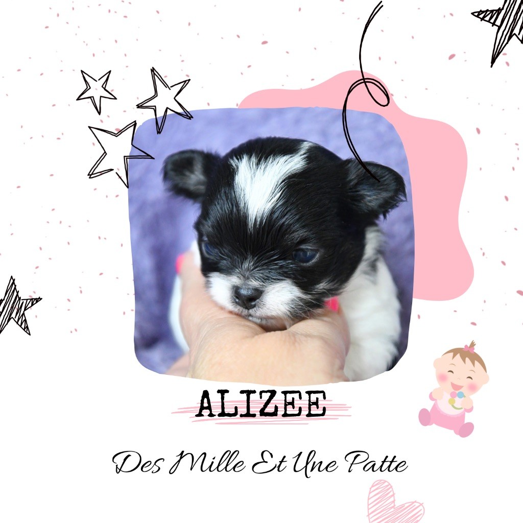 des Mille et une Patte - Chiots disponibles - Chihuahua