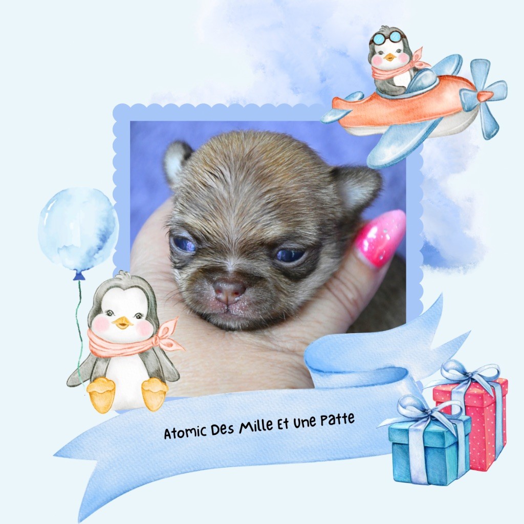 des Mille et une Patte - Chiots disponibles - Chihuahua