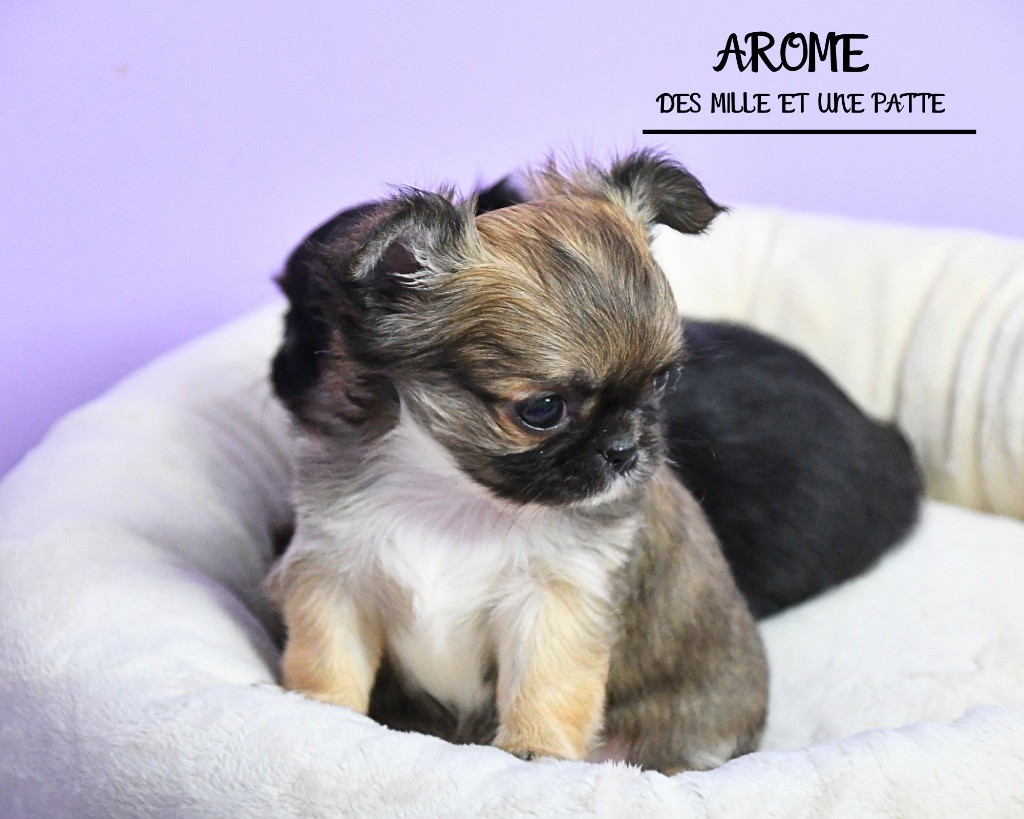 des Mille et une Patte - Chiots disponibles - Chihuahua