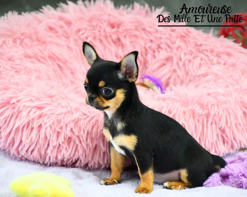 des Mille et une Patte - Chiots disponibles - Chihuahua