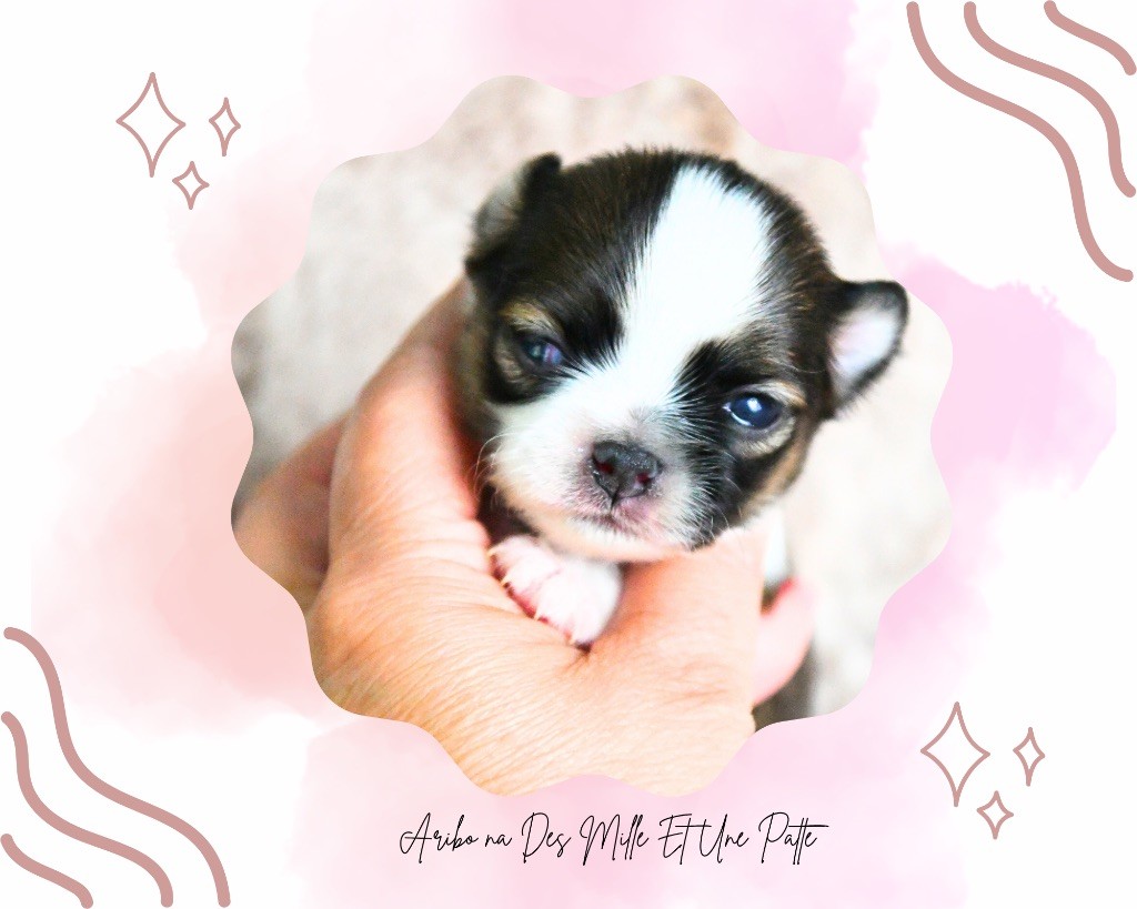 des Mille et une Patte - Chiots disponibles - Chihuahua