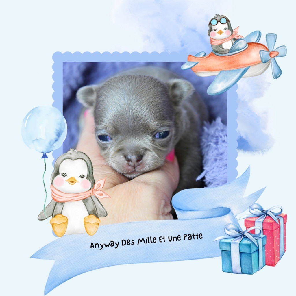 des Mille et une Patte - Chiots disponibles - Chihuahua