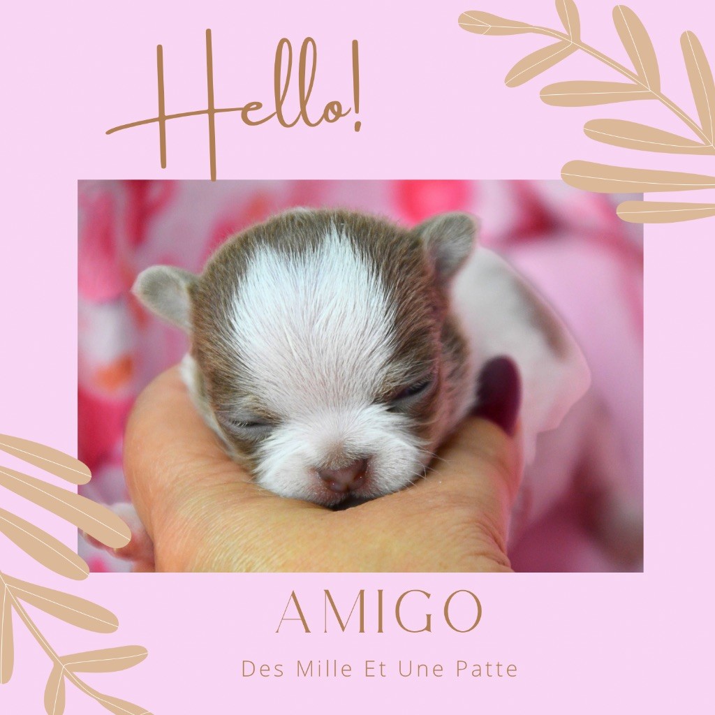 des Mille et une Patte - Chiots disponibles - Chihuahua